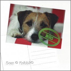 Postkarte Hund Boss