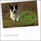 Postkarte Hund Sieger