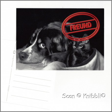 Postkarte Hund Katze FREUND